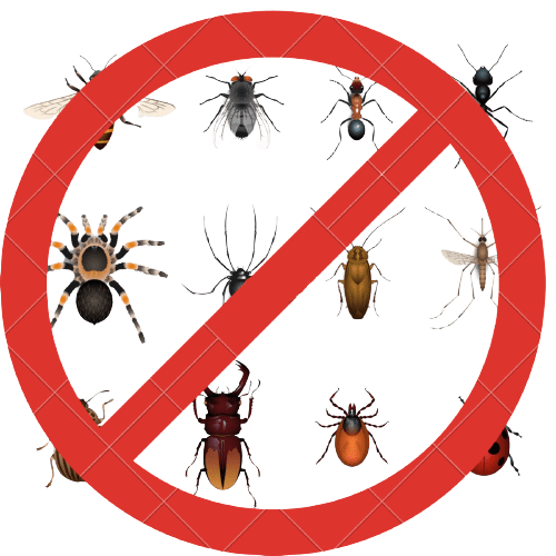 شركة مكافحة حشرات بالطائف