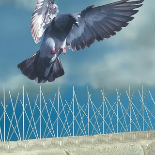طارد حمام بالطائف